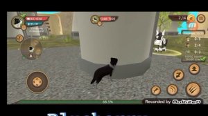 ✯ БАГИ на ВСЕХ БОССОВ за 6 МИНУТ в DOG SIM ✯ DogSim ✯