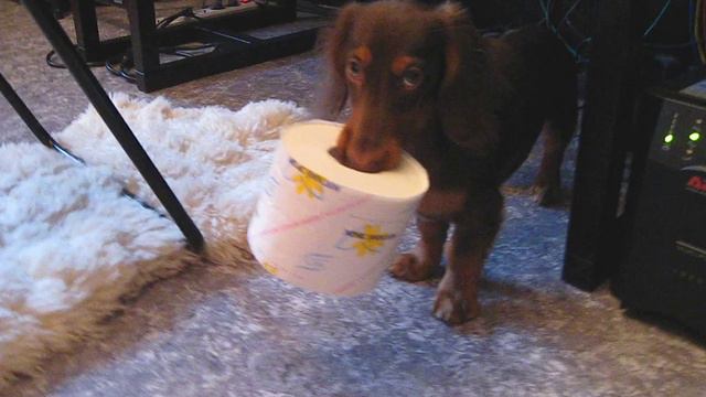 Таксы очень чистоплотные собаки )))) смотреть онлайн