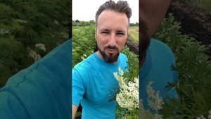 Бузина черная Лациниата