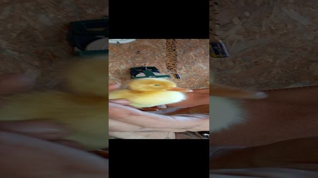утенку двое суток