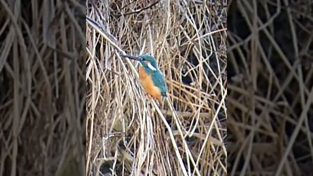 #カワセミ #kingfisher #зимородок #bird #птицы #птица #birds #birdwatching #birdlovers