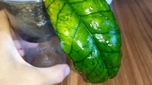 ??Цветёт хойя DS-70 variegated. Ещё раз о том, какие черенки я бы не покупала. Мой опыт.
