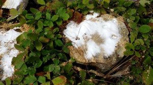 Как легко избавиться от ненужного пня . Всего за 3 минуты. способ удаления пня без корчевания !