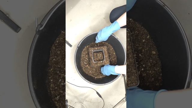 Легкий способ перевалки петунии! Петуния скажет Вам спасибо) смотреть онлайн