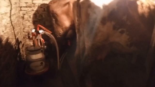 Обзор сарая после ремонта! Часть первая) Коровник и козовник нашего хозяйства. смотреть онлайн