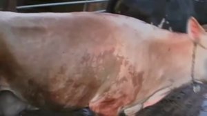 Пол Маккартни — Стеклянные стены (обращение к людям)