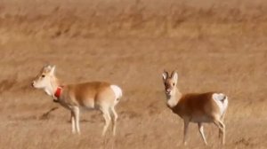 "Заповедники Забайкальского края"