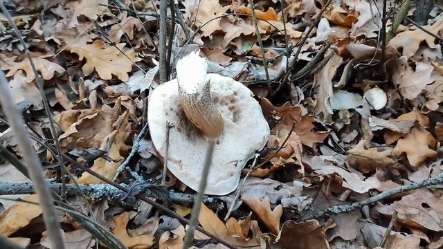 Ночная охота за грибами смотреть онлайн