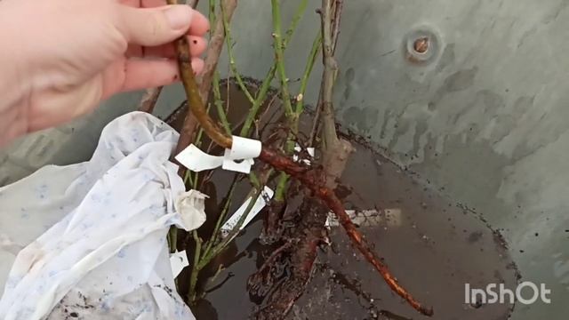 15 кг 1,8м ОГРОМНАЯ посылка с саженцами от Флорали. обзор смотреть онлайн