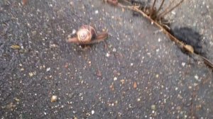 Улитки. Много улиток в Краснодарском Крае