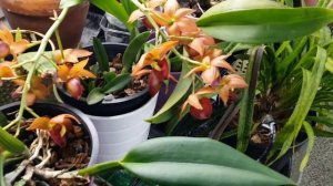 January Indoor Garden Update/Orchids & Amaryllis Blossoms.