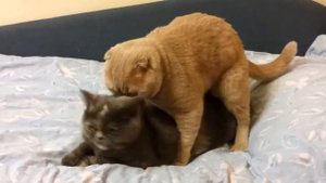 Смешные кошки спаривания громко Часть II