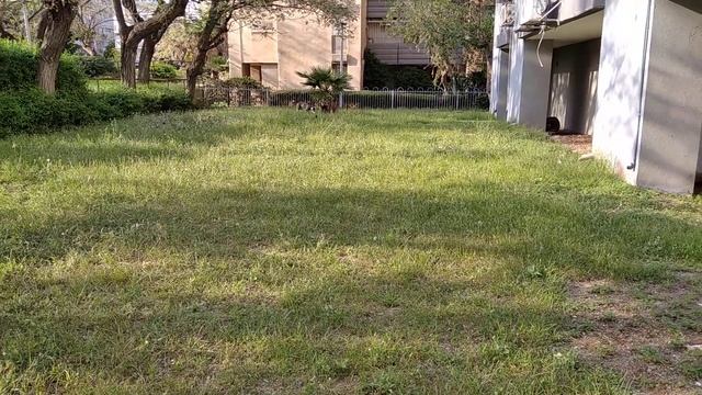 Дрессировка борзых собак. Игры перед уроком