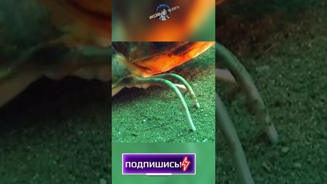 Тригла или морской петух - рыба с ногами и крыльями #интересно