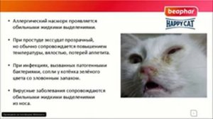"Сопли" у кошек и собак