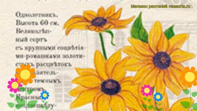 Рудбекия обыкновенная Черноглазка. Краткий обзор, описание характеристик rudbeckia hirta смотреть онлайн