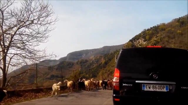Италия. Красивые козочки и козлы из Трамонти.Italy.Beautiful goat and goats from Tramonti. смотреть онлайн