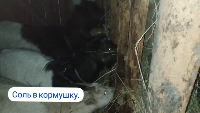 Обзор кошары с козами/Сколько нужно коз/овец для счастья ??❄️