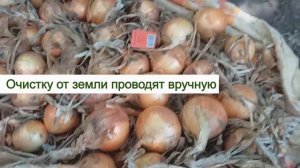СБОР УРОЖАЯ ЛУКА И ОСОБЕННОСТИ ЕГО ХРАНЕНИЯ зимой.  Лук на репку сушим и храним правильно до весны.