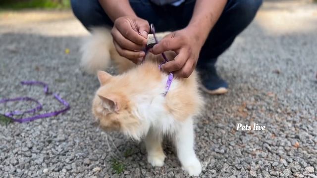 Step in harness- how to | how to put an “H” harness on a cat | how to wear strap on cat | pets live смотреть онлайн