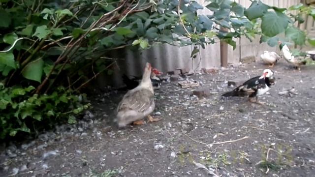 ДВА ШИПУНА БЬЮТЬСЯ / мускусные утки / смешные животные / драка / разборки / драка уток смотреть онлайн