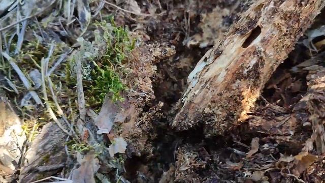 ЛЁТ ЛЕСНЫХ МУРАВЬЁВ - Formica rufa И Formica polyctena