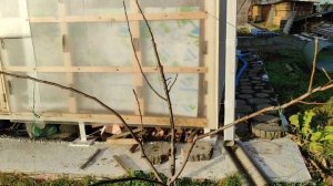 Обрезка и пригибание волчков на груше осенью