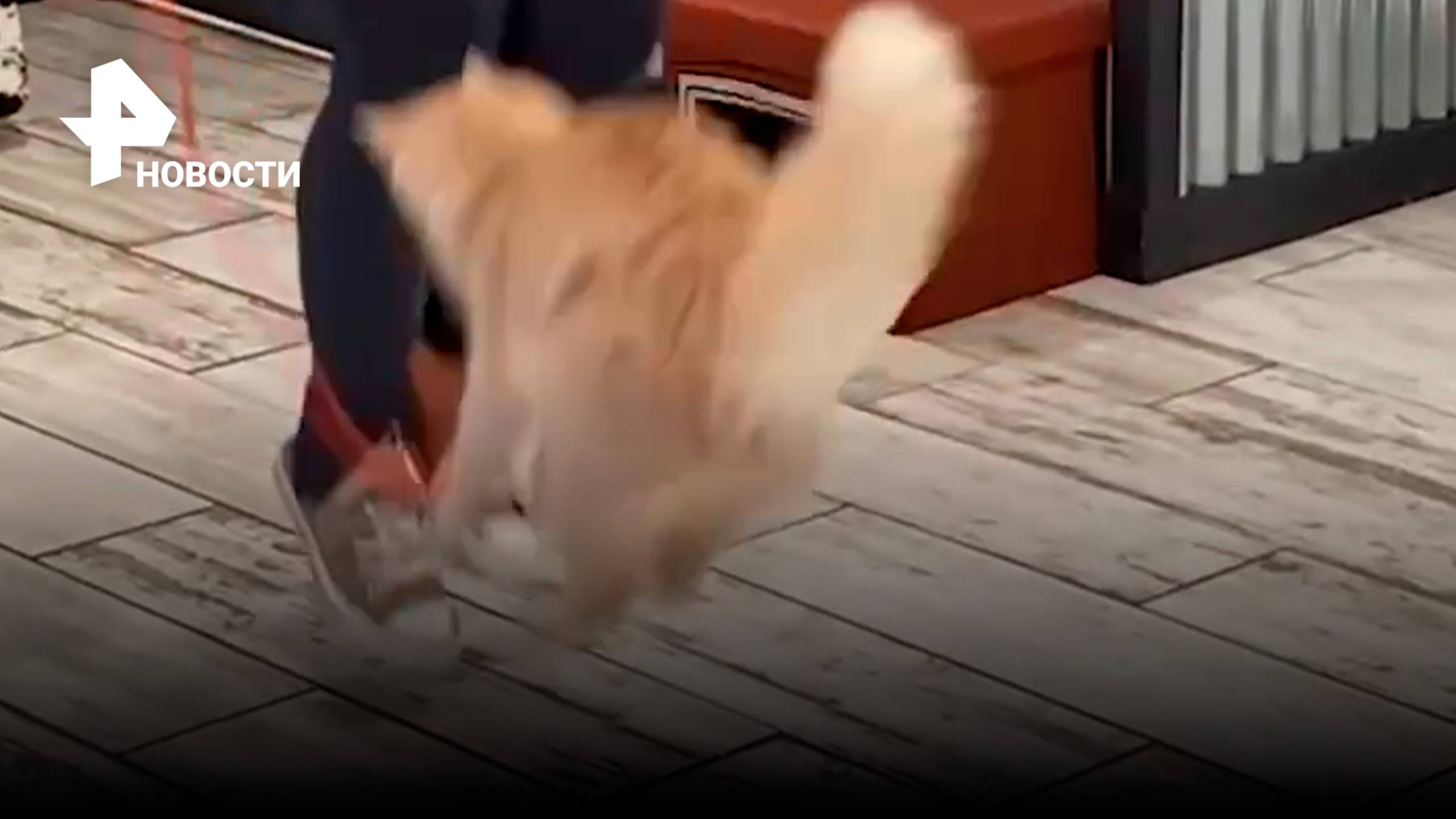 За минуту — девять раз: котик из Америки установил рекорд по прыжкам через скакалку / РЕН Новости