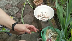разделываем барабульку жарим веуснятину