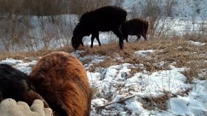 Гиссарские бараны на зимнем выпасе 11.02.2023.