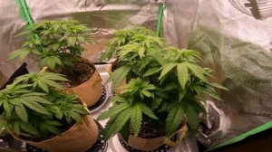 Mars Hydro FC3000 updated version with 1120 diodes