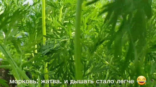 Всё цветёт и пахнет 💚 смотреть онлайн