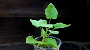 ЗАУРУС ПОНИКШИЙ. СЕКРЕТЫ СОДЕРЖАНИЯ. Saururus cernuus