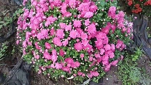 Дэйбрэйк свит пинк-хризантема мультифлора смотреть онлайн