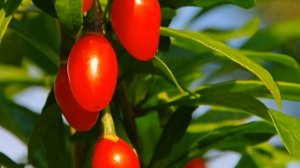 ЯГОДЫ ГОДЖИ. Как вырастить из семян в домашних условиях