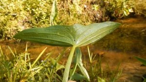 Стрелолист обыкновенный Sagittaria sagittifolia
