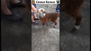 Жизнь в деревне. Казахстан - Петропавловск