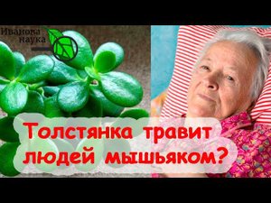 ТОЛСТЯНКА С МЫШЬЯКОМ, ГРЕЦКИЕ ОРЕХИ - С ЙОДОМ. Можно ли отравиться крассулой и как это работает?