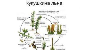 Мхи, папоротники, хвощи и плауны.AVI