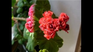 Ungarisk Appleblossom пеларгония (ungarisk appleblossom pelargonium)