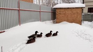 Зимовка подсадных уток, у городского охотника