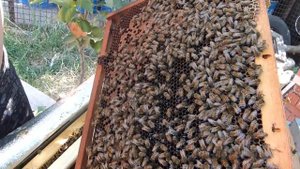 Пасека .содержание пчел у себя дома миролюбие бакфаст