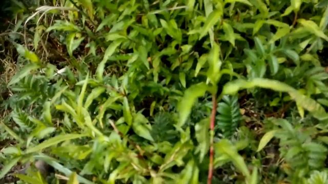 Приправы под ногами | Водяной перец | Применение водяного перца в кулинарии | Оксана Мицкевич.