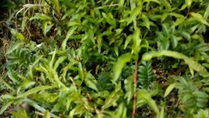 Приправы под ногами | Водяной перец | Применение водяного перца в кулинарии | Оксана Мицкевич.