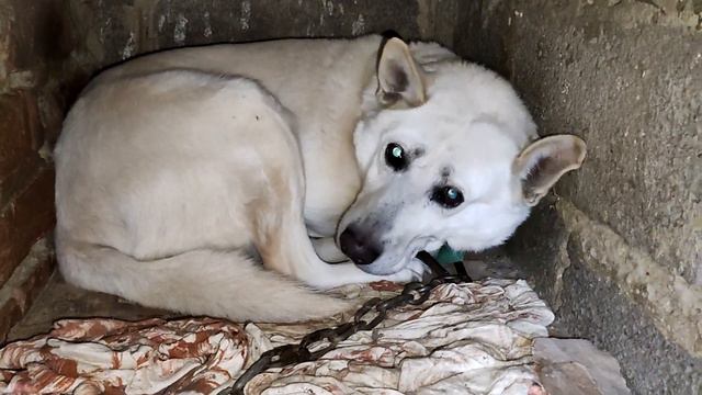 Собака охрана спит! Спящий пес, не будите собаку, иначе... смотреть онлайн