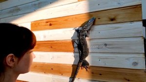 Мой новый питомец — Древесный варан Макрея (Varanus Macraei)