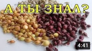 Подзимый посев ЛУКА и ЧЕСНОКА в СИДЕРАТЫ: все тонкости посадки???