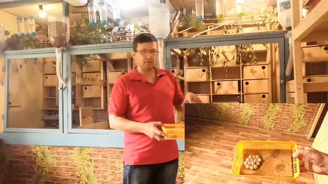 Разведение волнистых попугаев.Лотки для яиц.Вертолетчики.