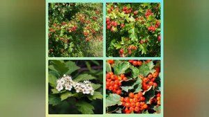 БЕРЕСКЛЕТ бородавчатый и БОЯРЫШНИК кроваво-красный.