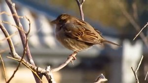 Sərçə,Serçe,Sparrow Baki Canon SX 510 HS